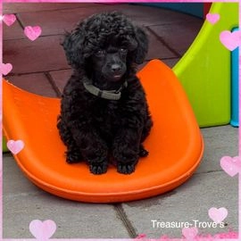 Poedel Toy pups te koop in 7044, Lengel - Advertentie 3