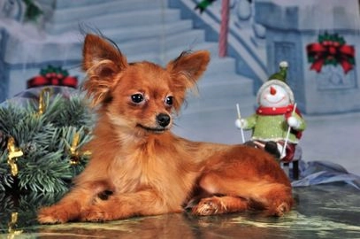 Russische Toy Terriër pups te koop in 9607, Foxhol - Advertentie 1