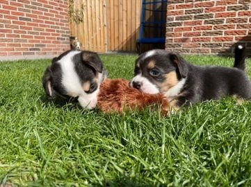 Kruising pups te koop in 7131, Lichtenvoorde - Advertentie 9