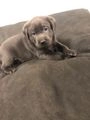 Labrador Retriever pups te koop: Grijze en blonde labradors - in 5561, Riethoven - Afbeelding 1