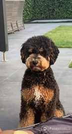 Labradoodle pups ter dekking in 4861, Chaam - Advertentie 7