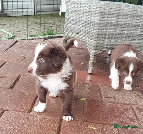Te koop border collie pups bruin/wit te koop in Heerlen Puppyplaats