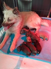 Keeshond pups te koop in 6039, Stramproy - Advertentie 2