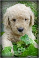 Labradoodle pups te koop in 5258, Berlicum - Advertentie 14