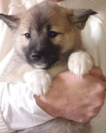 Pomsky honden te koop in 1399, Muiderberg - Advertentie 4