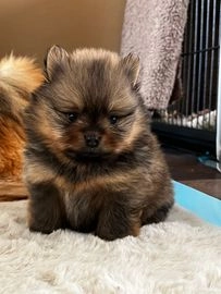 Pomeriaan pups te koop in 8711, Workum - Advertentie 3