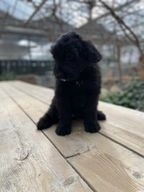 Bouvier des Flandres pups te koop in 2751, Moerkapelle - Advertentie 4