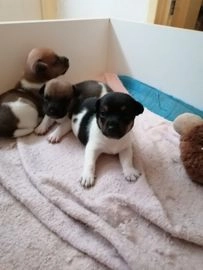 Jack Russel Terriër honden te koop in 9337, Westervelde - Advertentie 2