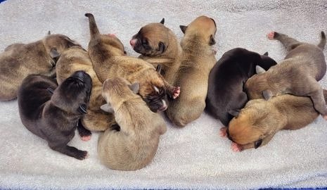 American Staffordshire Terriër pups te koop in 7051, Varsseveld - Advertentie 4