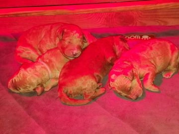 Labradoodle pups te koop in 5701, Helmond - Advertentie 13