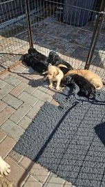 Flatcoated Retriever pups te koop in 7877, 2e Valthermond - Advertentie 3