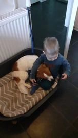 Kooikerhondje pups te koop in 9363, Marum - Advertentie 3