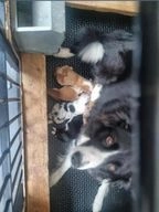 Border Collie honden te koop in 5095, Hooge Mierde - Advertentie 4
