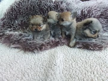 Pomchi pups te koop in 3881, Putten - Advertentie 13