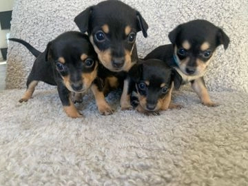 Chihuahua pups te koop in 4727, Moerstraten - Advertentie 3