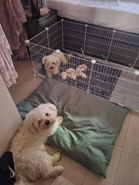 Maltezer pups te koop in 2531, Den Haag - Advertentie 3