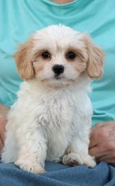 Cavalier King Charles Spaniel pups te koop in 7895, Roswinkel - Advertentie 1