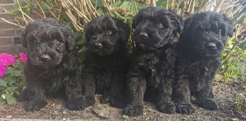 Bouvier des Flandres pups te koop in 6712, Ede - Advertentie 2