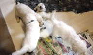 Golden Retriever pups te koop in 6626, Alphen - Advertentie 15