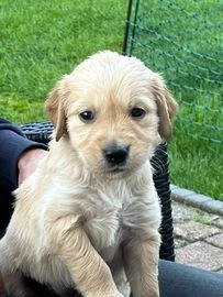 Golden Retriever pups te koop in 5427, Boekel - Advertentie 7