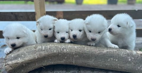 Samojeed pups te koop in 6311, Ransdaal - Advertentie 6