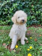 Labradoodle pups te koop in 5388, Nistelrode - Advertentie 13