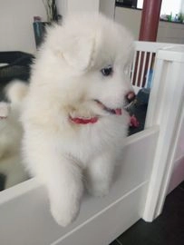 Samojeed pups te koop in 2713, Zoetermeer - Advertentie 16