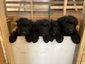 Bouvier des Flandres pups te koop in 2751, Moerkapelle - Advertentie 1