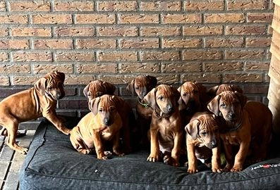 Rhodesian Ridgeback honden te koop in Olst-Wijhe - Advertentie 9