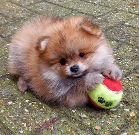 Pomeriaan pups te koop in 7667, Reutum - Advertentie 2