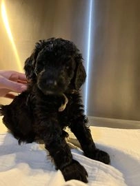 Goldendoodle pups te koop in 2921, Krimpen aan den IJssel - Advertentie 1