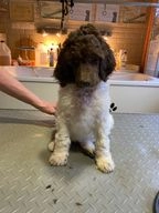 Poedel honden te koop in 5437, Beers NB - Advertentie 4