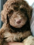Labradoodle pups te koop in 5932, Tegelen - Advertentie 7