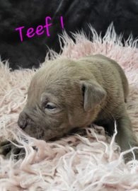 American Staffordshire Terriër pups te koop in 9284, Augustinusga - Advertentie 5