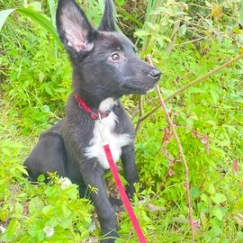 Kruising pups te koop in 4567, Clinge - Advertentie 10