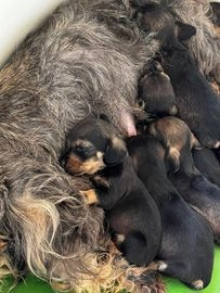 Teckel ruwhaar pups te koop in 7786, Den Velde - Advertentie 1