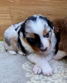Australian Shepherd pups te koop in 2941, Lekkerkerk - Advertentie 13