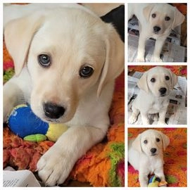 Labrador Retriever honden te koop in 9401, Assen - Advertentie 6