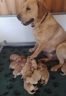 Labrador Retriever pups te koop in 7687, Daarlerveen - Advertentie 16