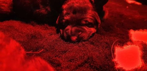 Duitse Herder pups te koop in 2807, Gouda - Advertentie 10