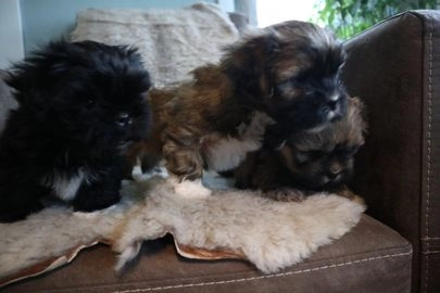 Boomer honden te koop in 8433, Haulerwijk - Advertentie 10