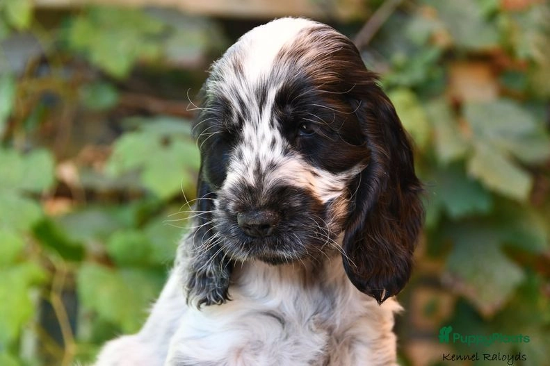 Verwacht Engelse Cocker Spaniel puppies Herten Puppyplaats