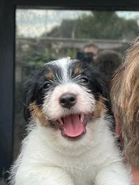 Jack Russel Terriër pups te koop in 4675, Sint Philipsland - Advertentie 1