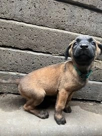 Mechelse Herder pups te koop in 6373, Landgraaf - Advertentie 8