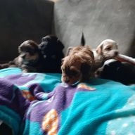 Havanezer honden te koop in 2411, Bodegraven - Advertentie 16