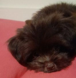 Shih Tzu pups te koop in 4711, St. Willebrord - Advertentie 9