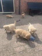 Labrador Retriever pups te koop in 7687, Daarlerveen - Advertentie 1
