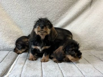 Teckel ruwhaar pups te koop in 6599, Ven-Zelderheide - Advertentie 6