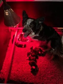Border Collie pups te koop in Den Bosch - Advertentie 4