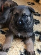 Duitse Herder honden te koop in 9521, Nieuw-Buinen - Advertentie 4